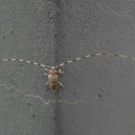 カントリーハウス Atalaya House Concud